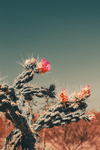 A cactus with pink blooms in desert, encircled by leafless trees.