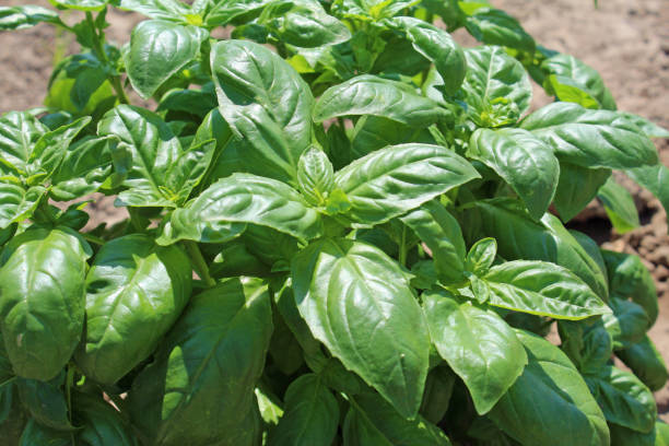 istock Basil growing in the vegetable garden 2132300376