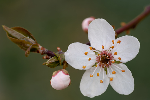 Spring brings flowers and leaves. White tenderness. Cherry