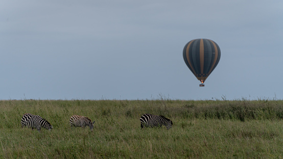 Hot air balloon on the right side with tourist observing the sunrise at serengeti coming down again in the distance and three zebras grassing in the foreground