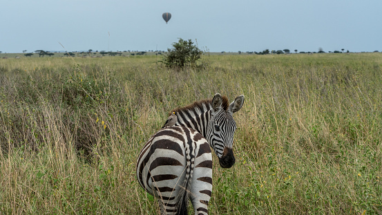 A lone zebra in a in the savannahs of South Africa