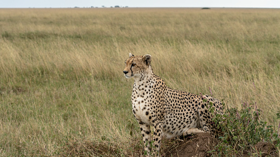 Beautiful cheetah in the wild of the Masai Mara, Kenya on a bright morning
