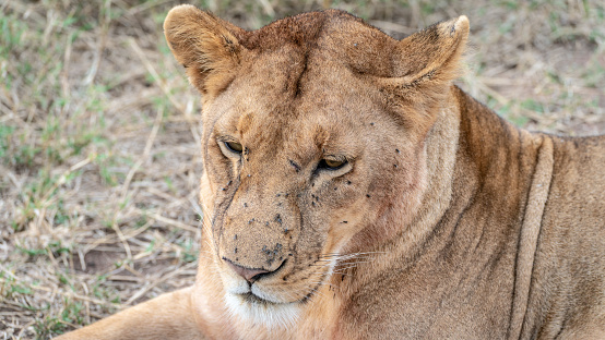 Close-up of lioness face with scars on the nose and small flys around the face with eyes half closed towards the ground