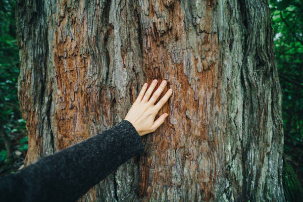 close-up of person with knitted glove touching a majestic tree trunk with peeling pine bark. beautiful hygge nature texture appreciation aging journey ecology background