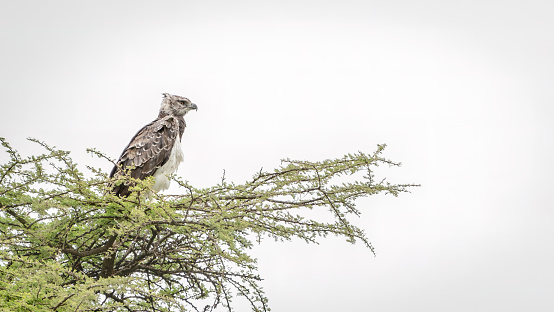 Cori bustard sitting on top of tree on the lookout at Serengeti National Park Tanzania, Africa