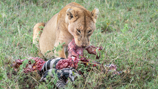 Lioness sitting in the grass biting a bigh peace of what little is left from a zebra carcas