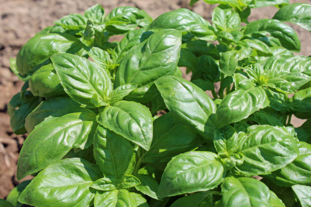 istock Basil growing in the vegetable garden 2132311886