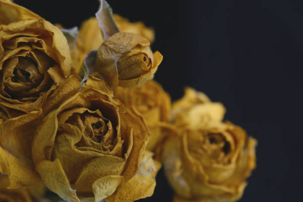 background of dry yellow roses,