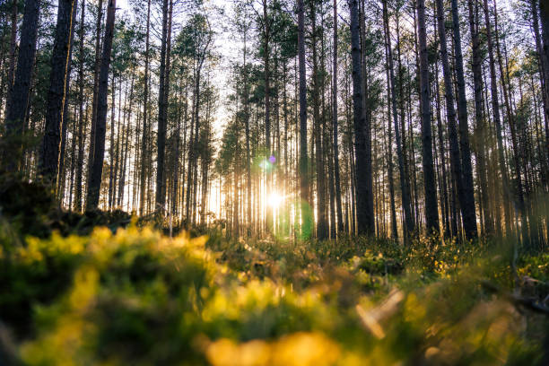 istock Mossy spruce forest in sunset conditions 2132326709