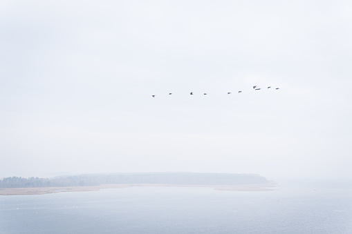 Swarm of geese on a misty day over the baltic sea in northern Germany