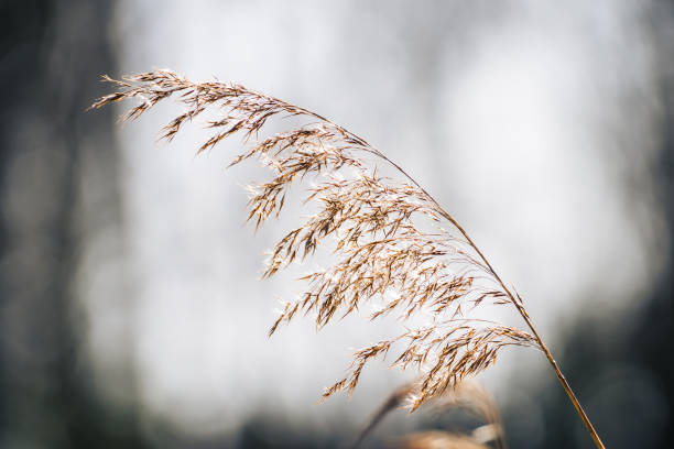Flowering reeds backlit by the sun