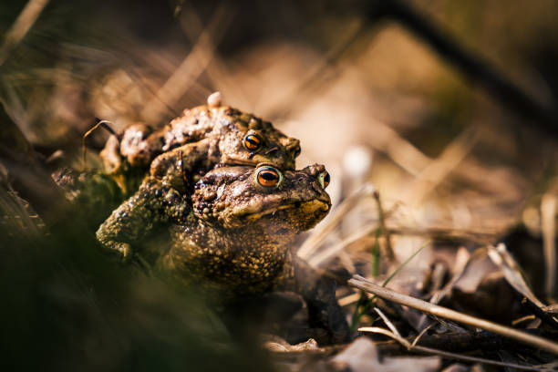 Couple of toad in spring on a sunny day in the forest
