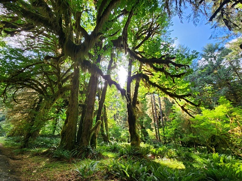 Hoh Rainforest, Olympic National Park, Washington State, United States