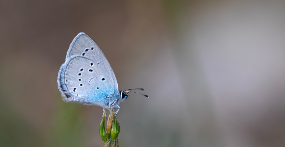 A male Chlakhill Blue Butterfly resting with open wings on wild flower