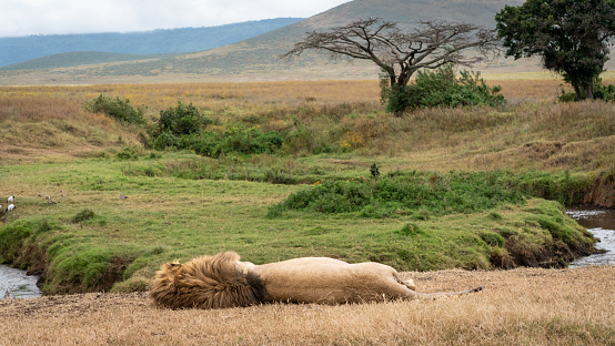 Adult male lion laying down resting from behind in ngorongoro crater at Serengeti National Park