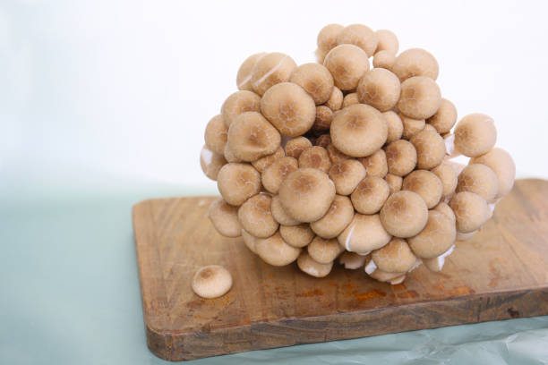 istock Japanese mushroom Shimeji 2132339578