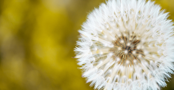 Dandelion with seeds blowing away.