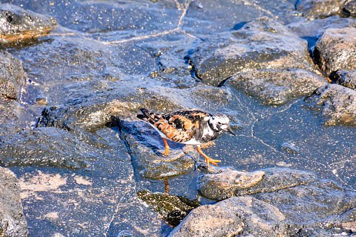 One Adult Kentish Plover Water Bird near a Rock Beach