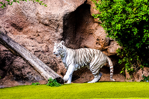 A Royal White Bengal & a Golden Bengal hanging out in their exhibit