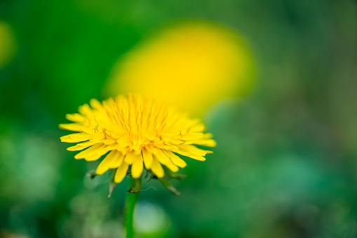 Yellow dandelion flower isolated on white background close-up