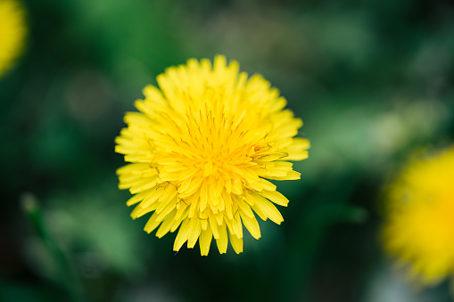 Yellow dandelion flower and bud on stems with fresh green leaves isolated on white background