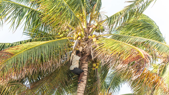 Coconut collector up in palm tree picking coco nuts on Zanzibar island, Tansania