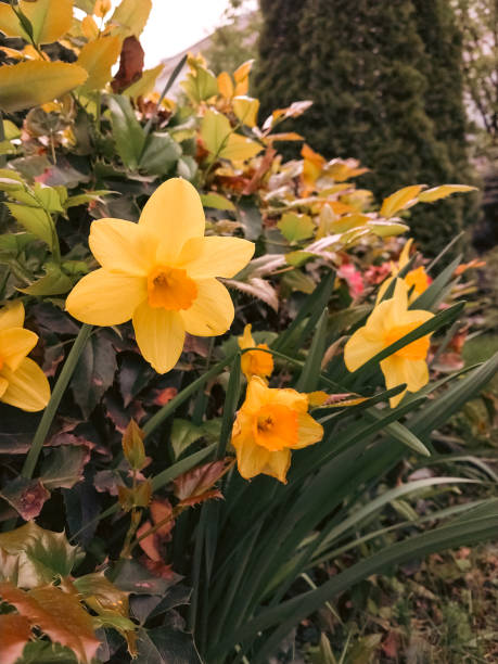 istock Yellow blossoms narcissus.Spring. Flowers 2132356523