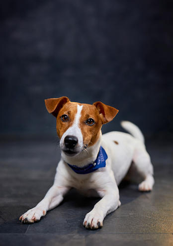 Cute Jack Russell dog dressed in a cowboy blue tie lying on a black background