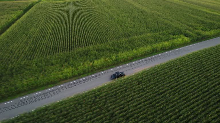 A black vintage car drives on a road that leads through a corn field.