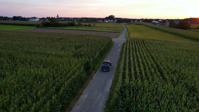 Vintage car drives on a road leading through a corn field in the sunset.