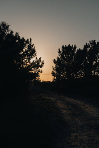 Beautiful sunset in the forest next to a dirt trail