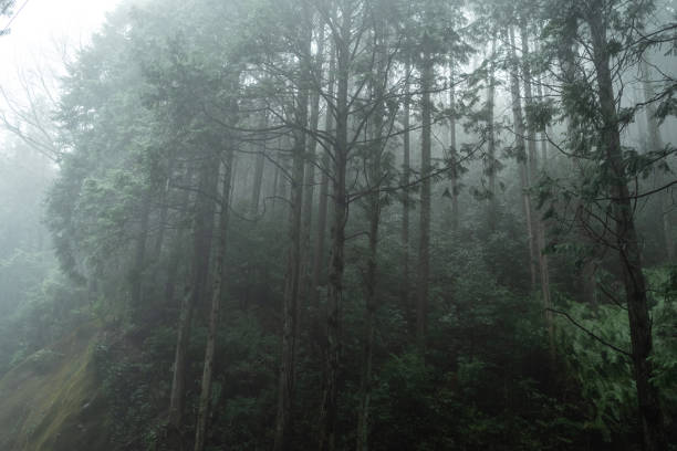 Free Stock Photo of Mountain Covered in Fog With Trees in Background ...