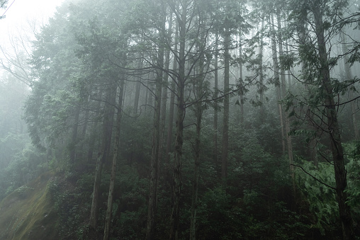 beautiful forest covered in fog
