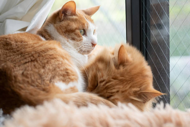 istock Two cats relaxing by the window 2132377833