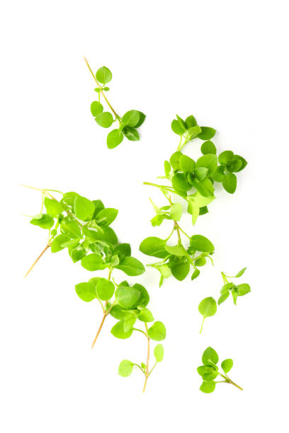 istock chickweed leaves isolated on a white background 2132383003