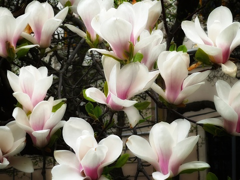 Close-up of magnolia flowers in a moody day