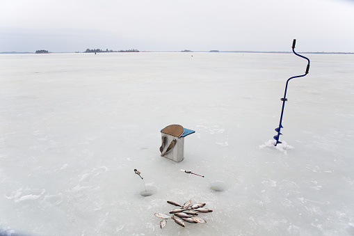 The caught fish lies on the ice of the lake. Fishing rods and a fishing drill near the drilled holes.