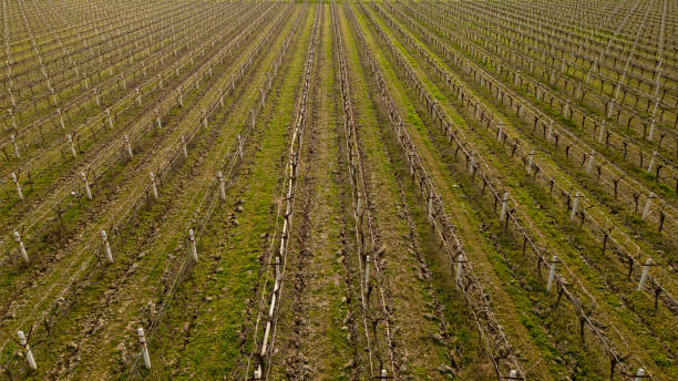 istock Aerial Empty Vineyards Stock Photo 2132409360