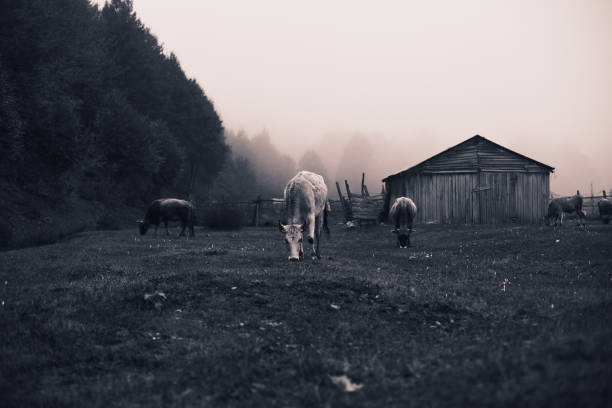 Cows are grazing in a cold autumn morning on a meadow
