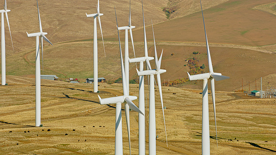 Aerial view of windmills erected in sunny pastures and cattle grazing underneath them in Washington, USA.
