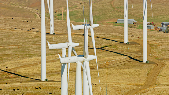 Aerial view of windmills erected in sunny pastures and cattle grazing underneath them in Washington, USA.