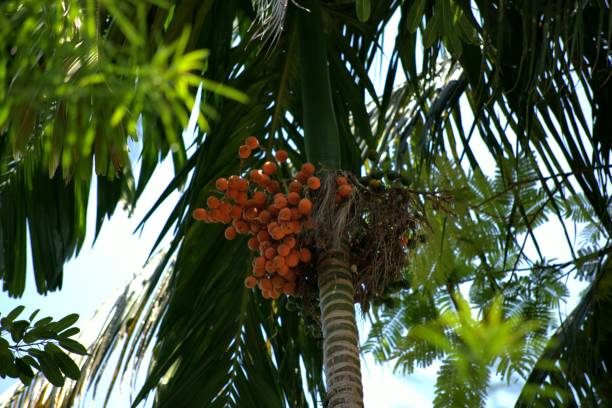 Thailand nature Is amazing nature areca palm tree stock pictures, royalty-free photos & images