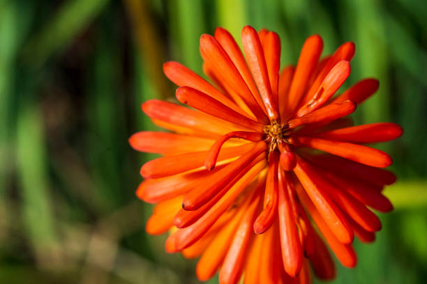 Au Royal Botanic Gardens, Melbourne, VIC, Australia