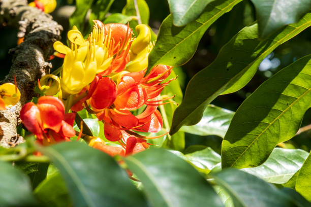 istock Tropical Flowers During Summer in Australia 2132430787