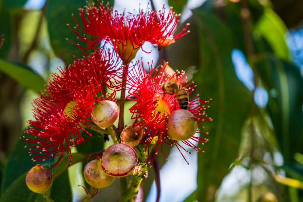 istock Tropical red flower during the summer 2132431816