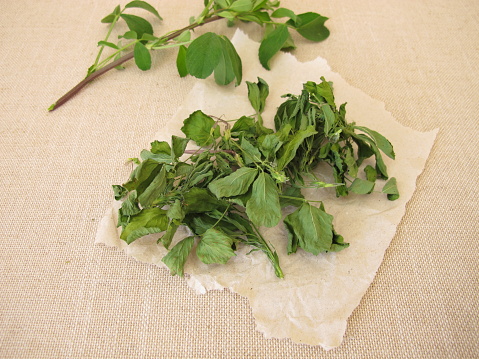 Dried alfalfa, lucern leaves on paper - Getrocknete Luzerne, Alfalfa Blätter auf Papier