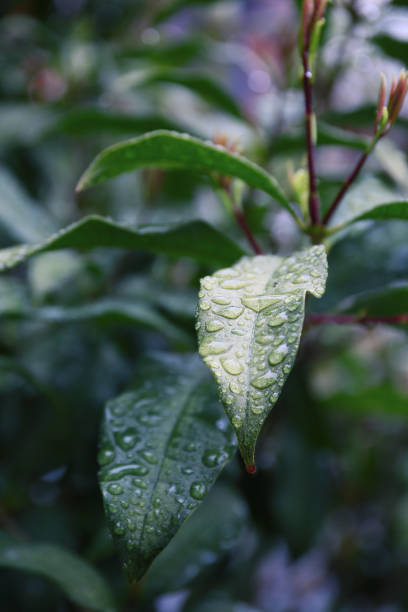 moody and atmospheric botanical background in a rainy day