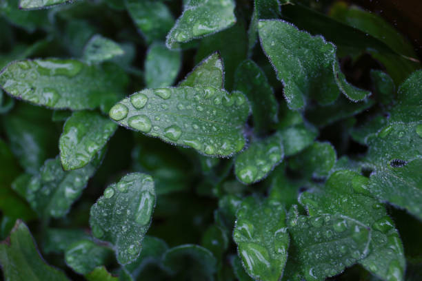 moody and atmospheric botanical background in a rainy day