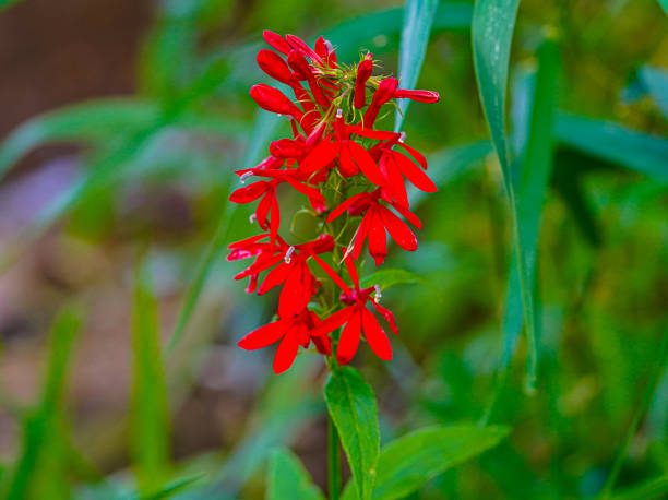 Red wild cardinal flowers in bloom in summer
