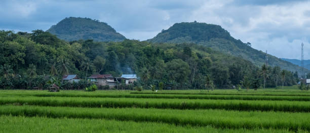 istock views of rice fields with a backdrop of mountains and trees 2132448877